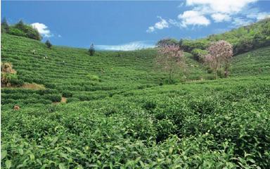 武夷山巖脈茶業(yè)簡介及招商加盟信息