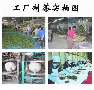 青茶-茶農直銷 安溪鐵觀音 2014早春茶 青茶烏龍茶 特級清香茶葉批發(fā)-青茶盡.