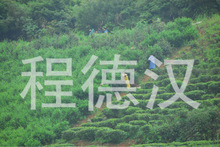 茶葉 批發(fā)兼零售茶葉 武夷巖茶大紅袍_產(chǎn)品詳情